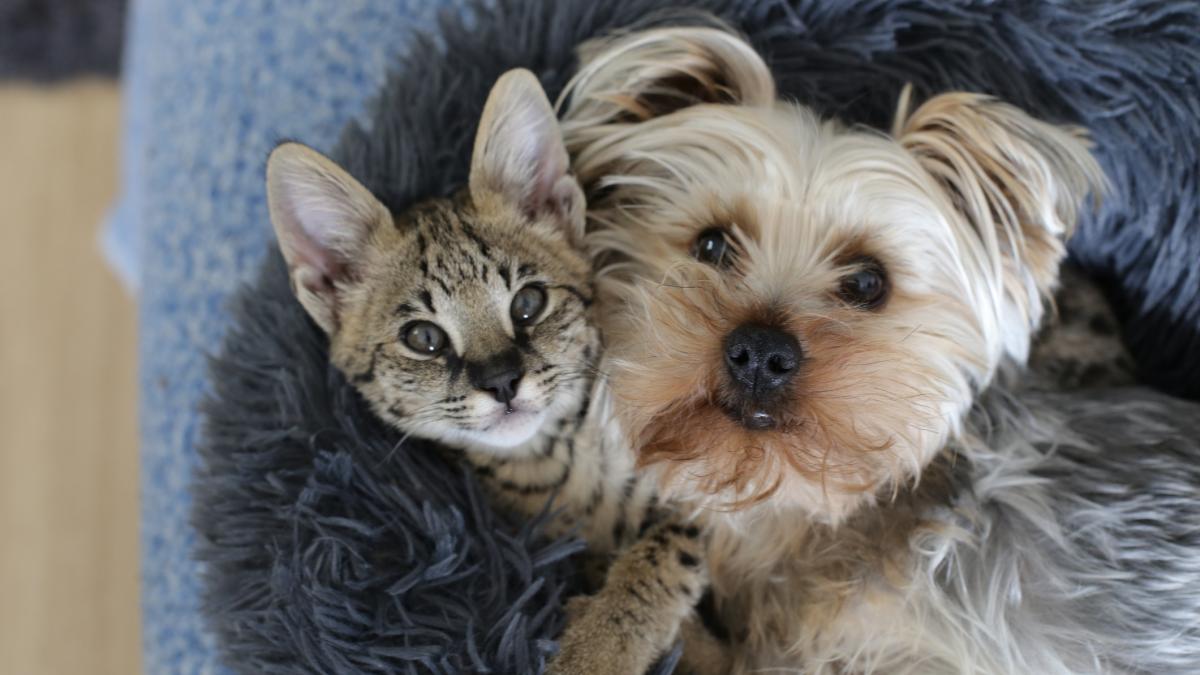 primaria cluj isi deschide portile pentru animalele de companie ce reguli trebuie sa respecte proprietarii necuvantatoarelor