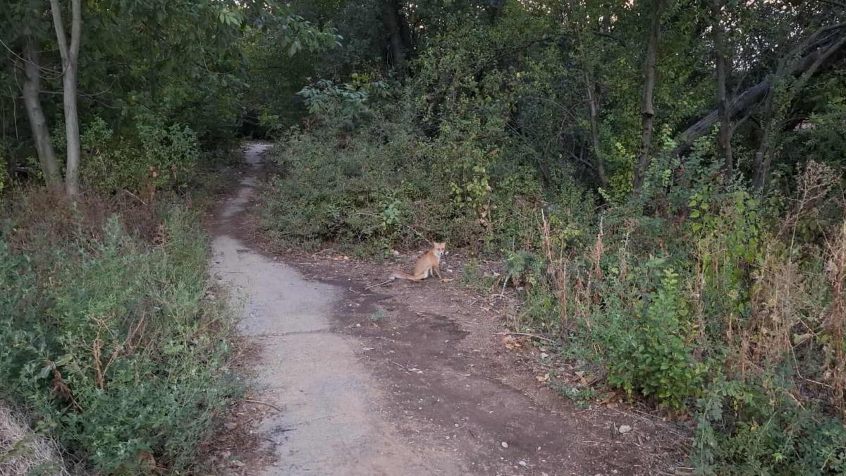 vulpile care se cred pisici in bucuresti ministra mediului este chemata sa salveze paradisul verde in care traiesc