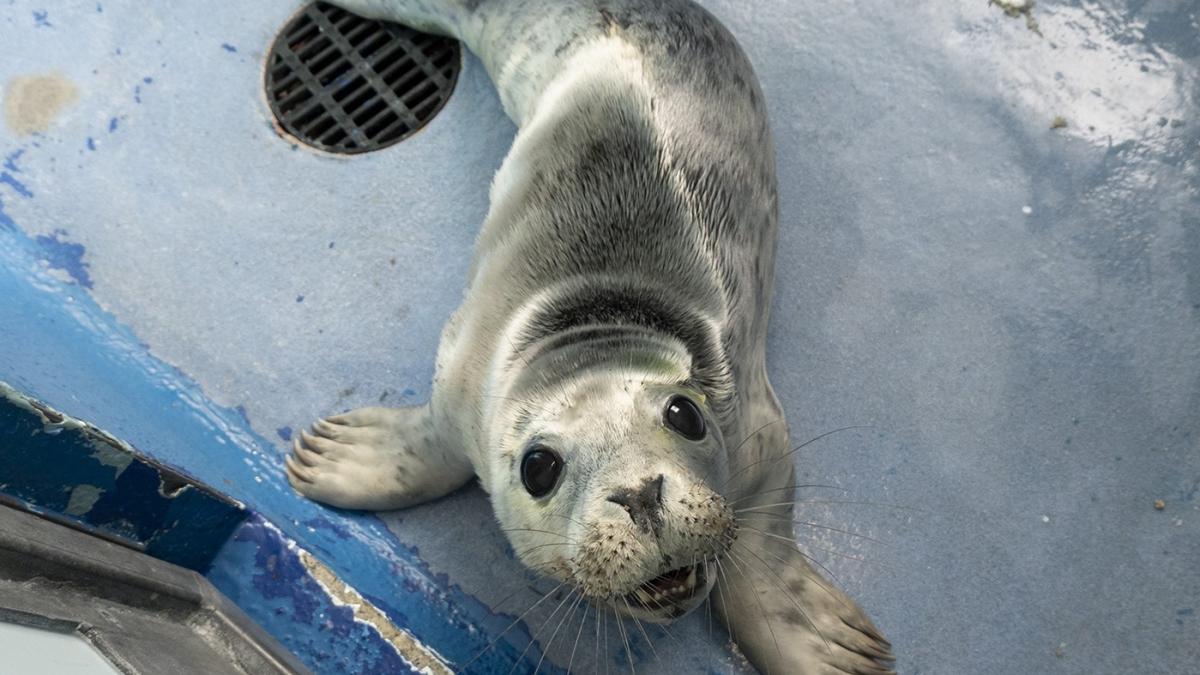 o foca mica ranita a fost salvata ingrijita si acum e pe cale sa fie eliberata privirea ei recunoscatoare a emotionat mii de oameni