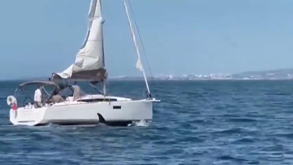 un grup de balene ucigase a reusit sa scufunde un yaht cu cinci oameni la bord in largul portugaliei