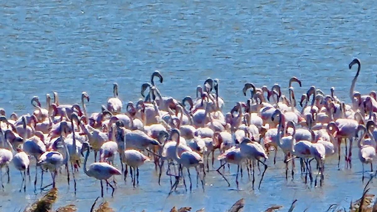 imagini spectaculoase la malul marii negre lacul nuntasi s a umplut de pasari flamingo roz