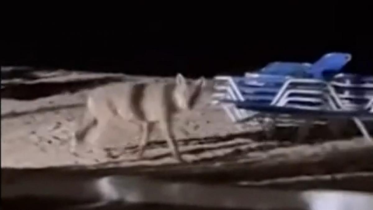 in grecia o fetita a fost muscata de lup pe plaja se juca in nisip langa sezlongul parintilor