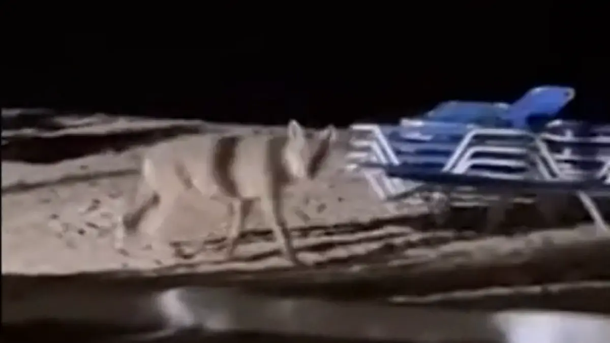 in grecia o fetita a fost muscata de lup pe plaja se juca in nisip langa sezlongul parintilor