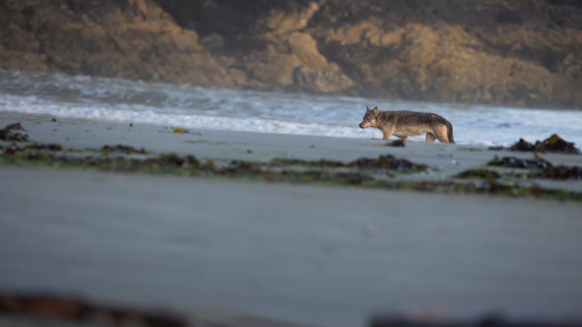 o fetita de 5 ani a fost atacata de un lup pe o plaja din halkidiki grecia