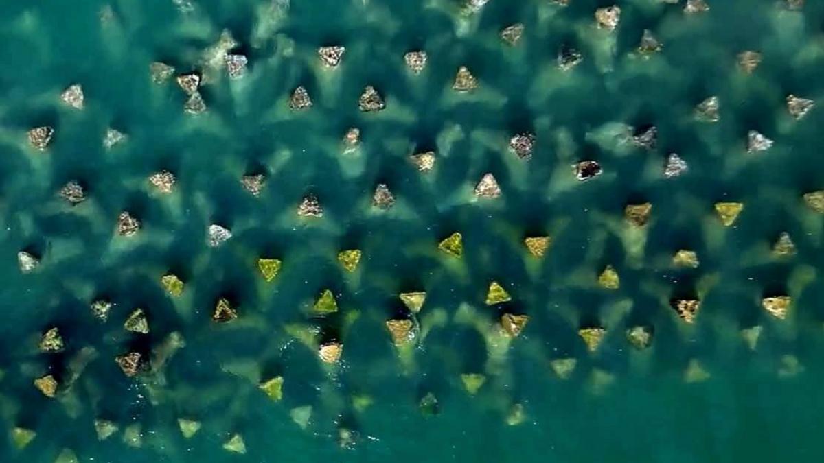 romania scrie istorie in marea neagra cu pajisti submarine de iarba si recife artificiale cum arata plamanii verzi albastri