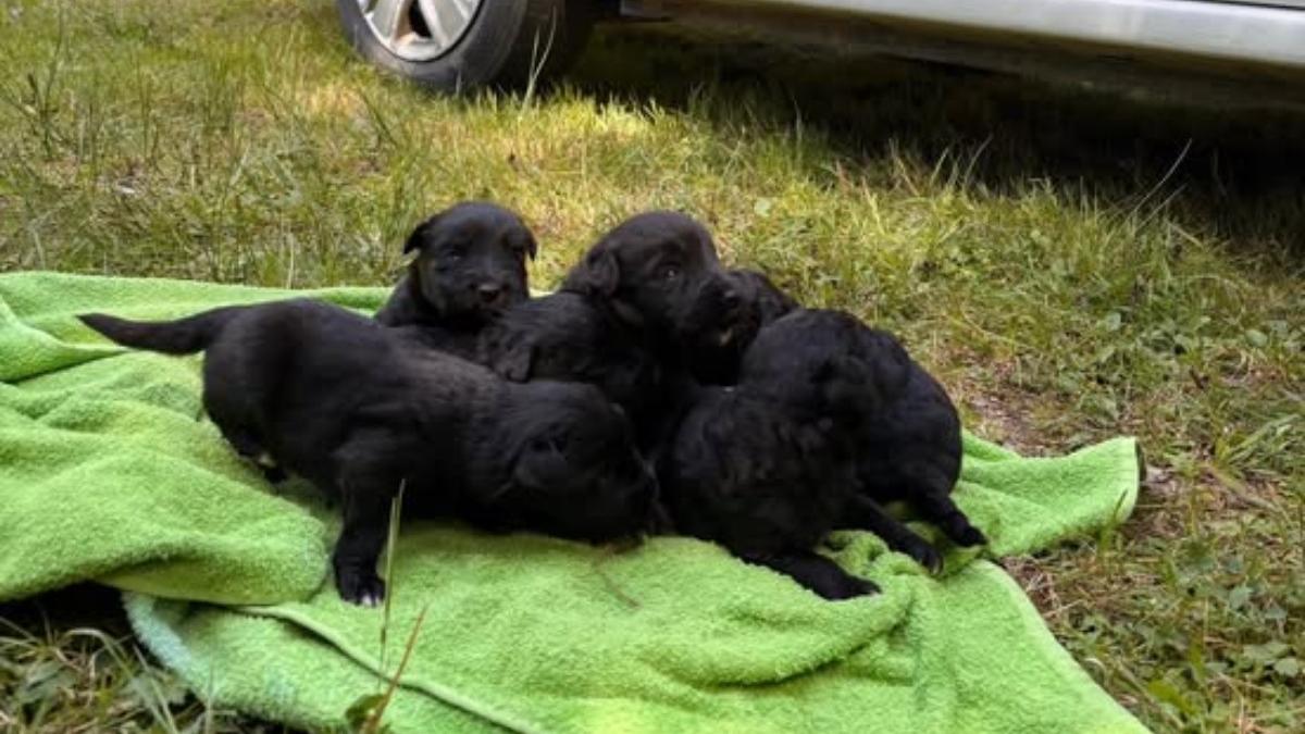 sase catelusi abandonati intr un sac au fost salvati de politistii din cluj plansetele lor au atras atentia