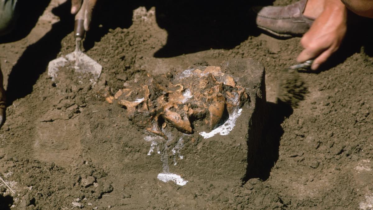 un cap mumificat de 350 de ani din bolivia i a socat pe cercetatori de ce