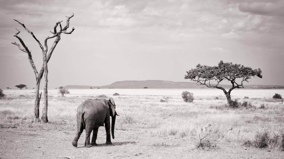 singurul elefant african din delhi a stat izolat 24 de ani pana la ultima suflare nu l a acceptat nimeni dupa ce i a murit prietenul