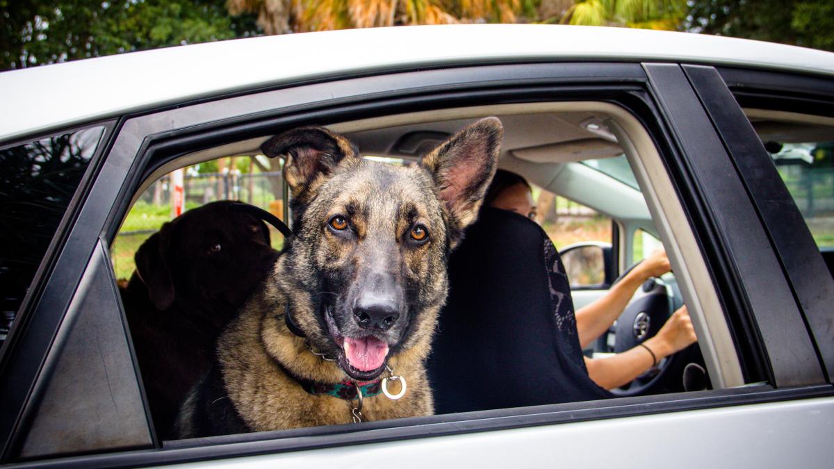 un roman dat in urmarire internationala de 3 ani a fost dat de gol de cainele lui si a fost in sfarsit arestat