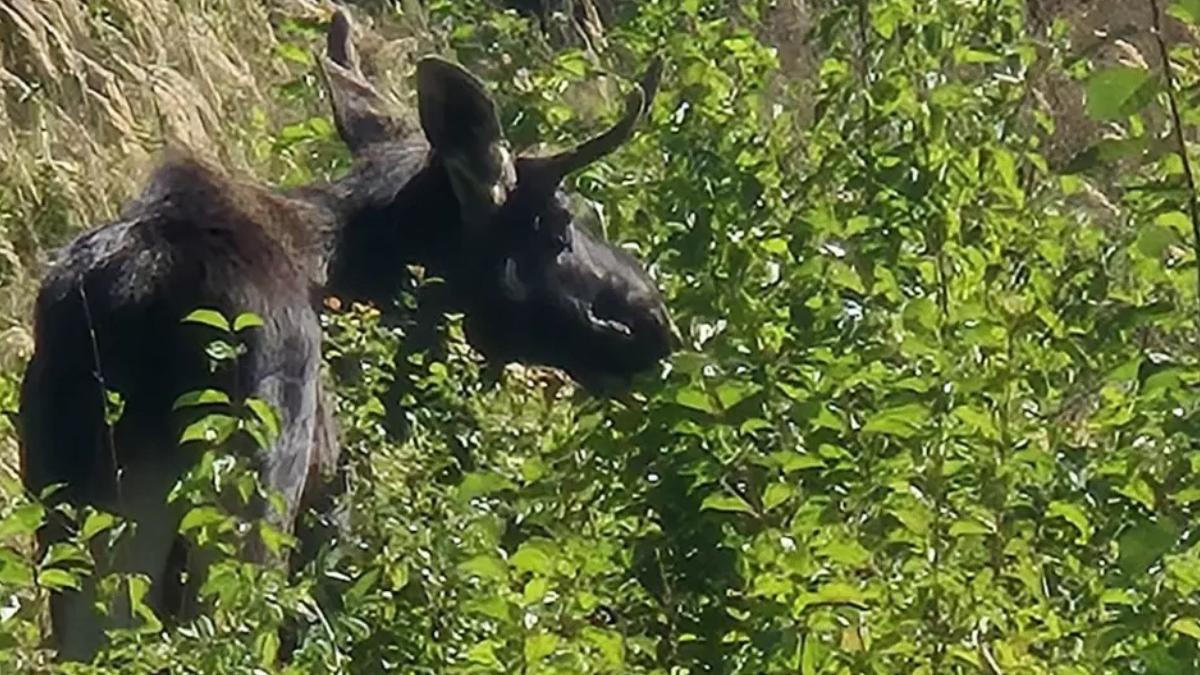 la revedere emil elanul care a facut senzatie in austria a fost expulzat in cehia