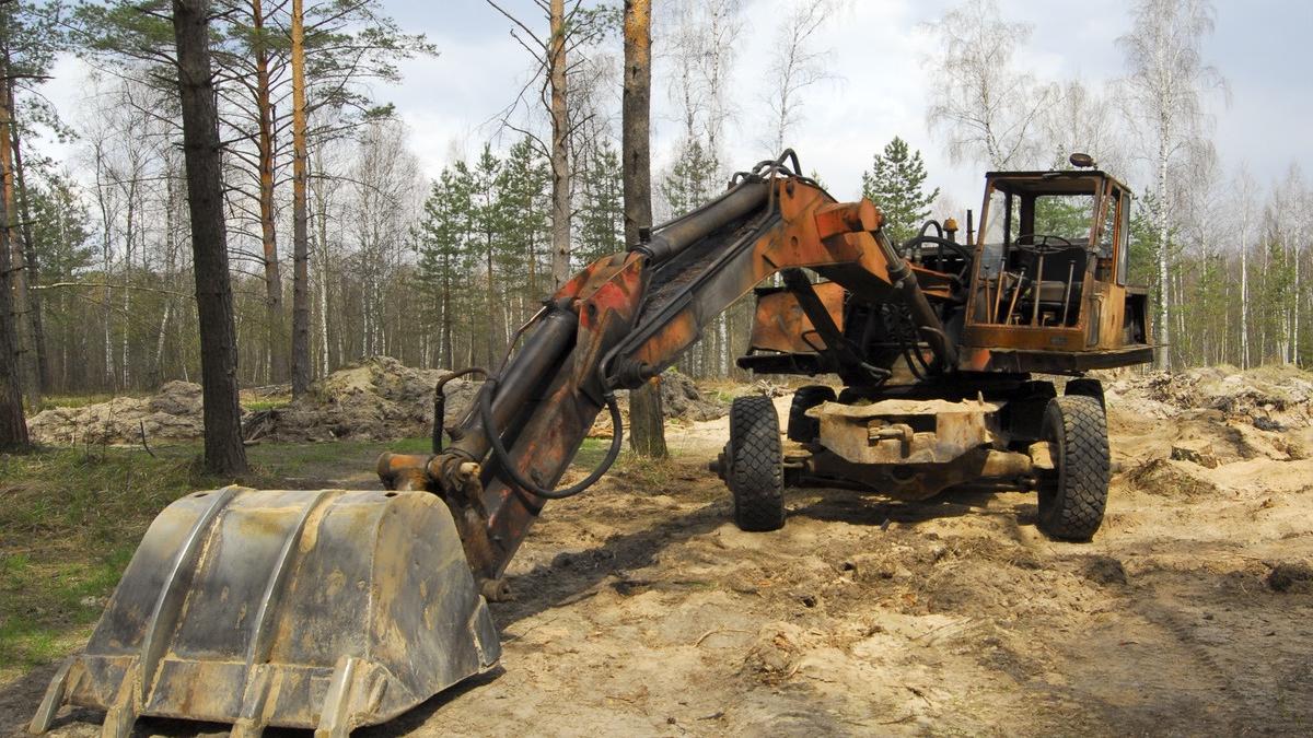 dinti de cupa uzati iata cum sa i recunosti rapid