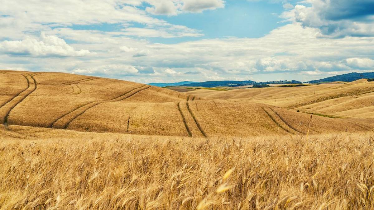 romania a ajuns principalul exportator de grau din uniunea europeana cu peste 2 milioane de tone in trei luni