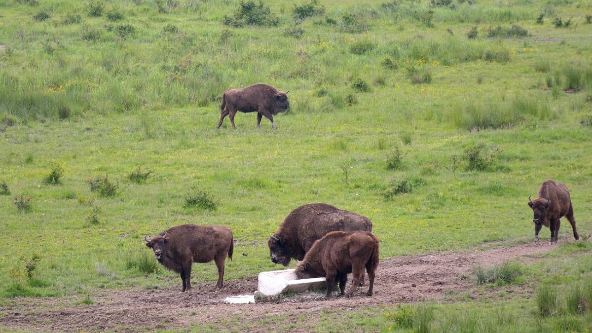 21 de zimbri au fost gasiti morti in muntii tarcu s au luat probe iar concluziile analizelor sunt ingrijoratoare