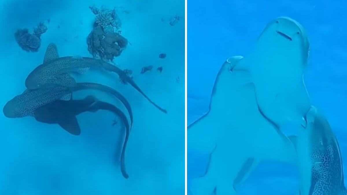 o partida in trei intre rechini a fost filmata pentru prima data motivul pentru care e considerata o descoperire uimitoare