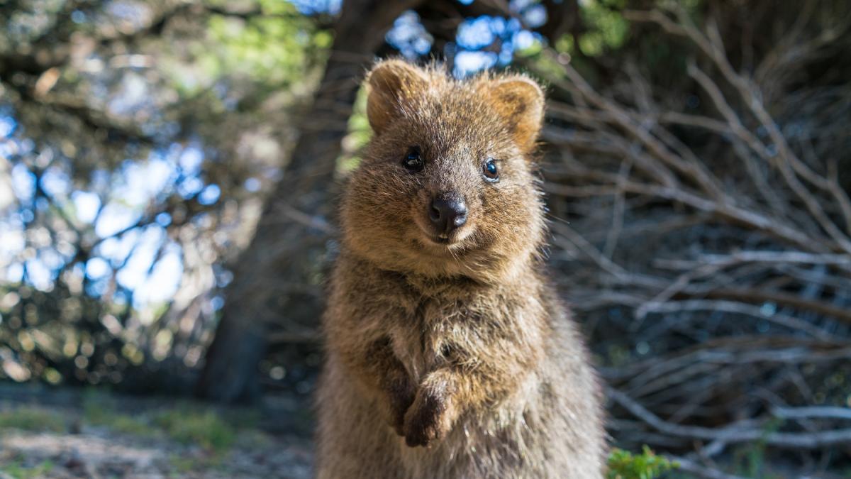 cel mai vesel animal din lume oamenii calatoresc mii de kilometri pentru un selfie cu un quokka