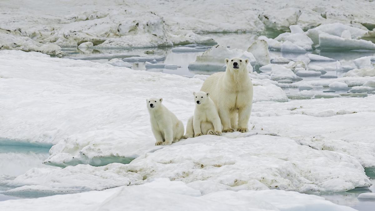 imagini spectaculoase cu ursii polari care au ocupat o statie de cercetare sovietica abandonata din zona arcticii
