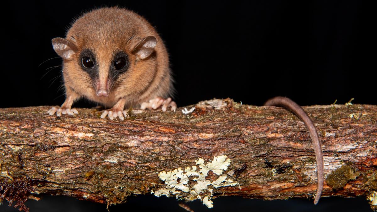 specie noua animal descoperit peru marmosa chachapoya marsupial
