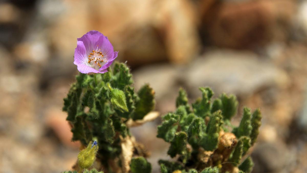 ploile au adus o inflorire spectaculoasa si rara a plantelor din desertul atacama nu se intampla in fiecare an