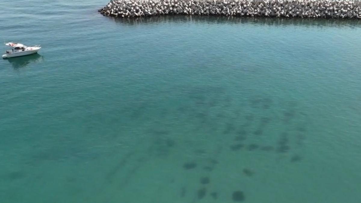 premiera nationala la marea neagra de a lungul litoralului au aparut pajisti subacvatice si recife artificiale