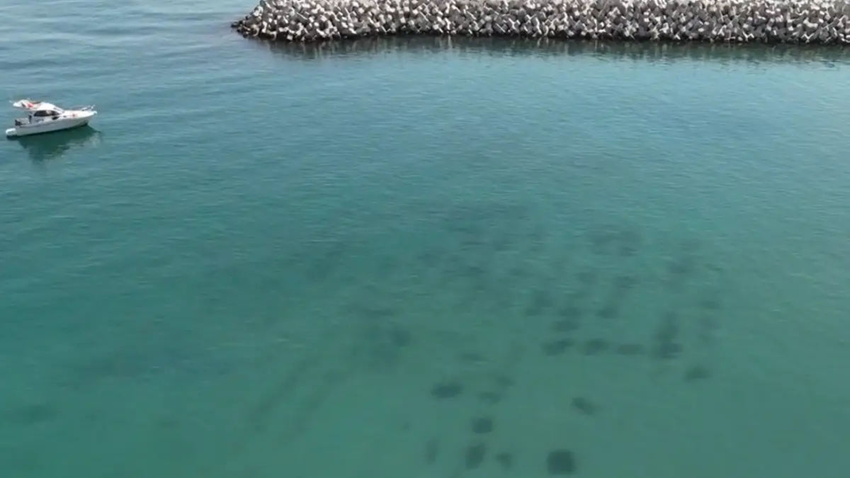 premiera nationala la marea neagra de a lungul litoralului au aparut pajisti subacvatice si recife artificiale
