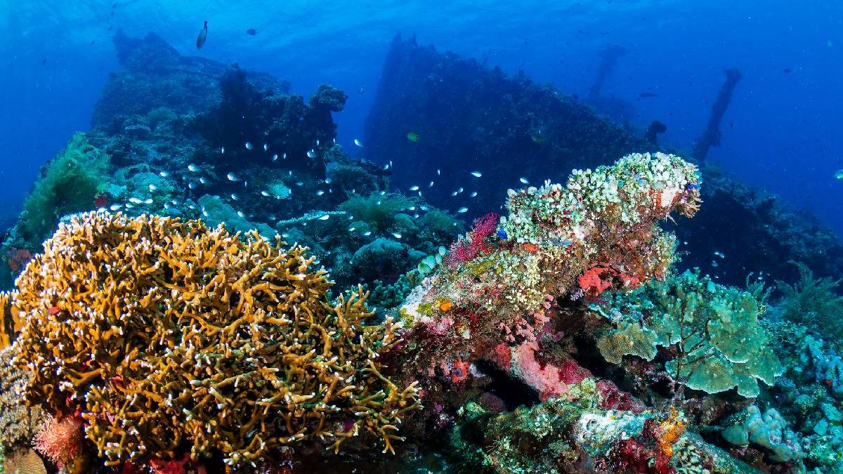 descoperirea de sub ape cum armele scufundate in al doilea razboi mondial au devenit casa pentru crabi si stele de mare