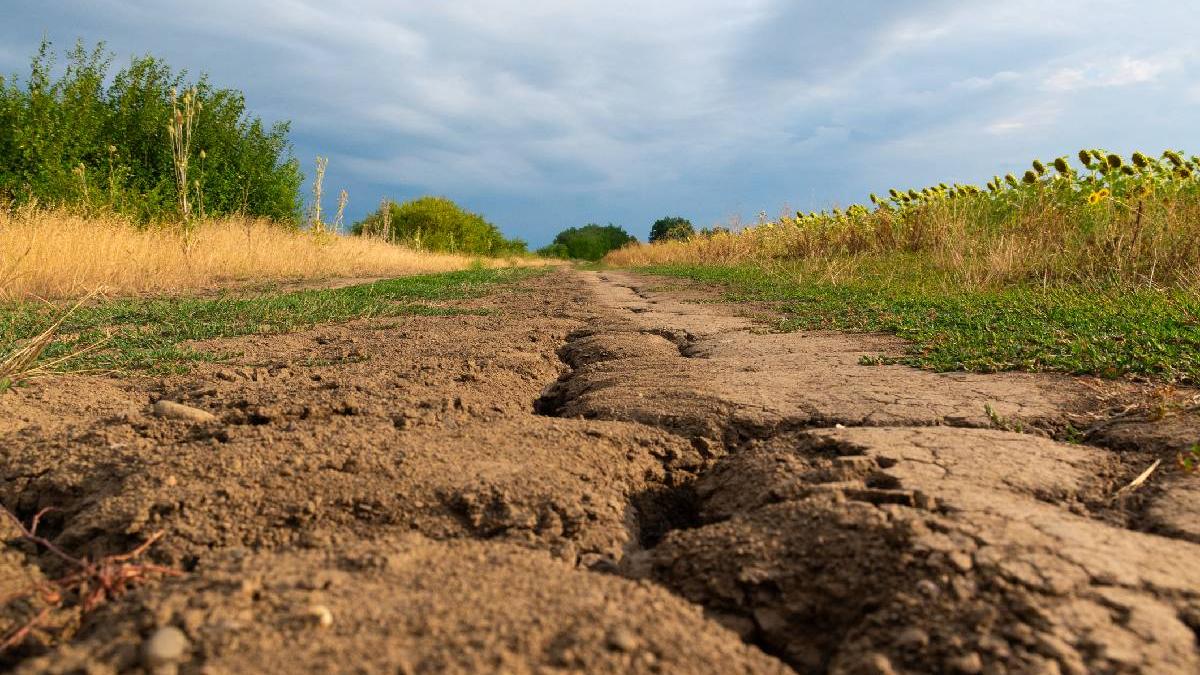 fermierii europeni in fata secetei devastatoare am pierdut 95 din cultura mi se frange inima