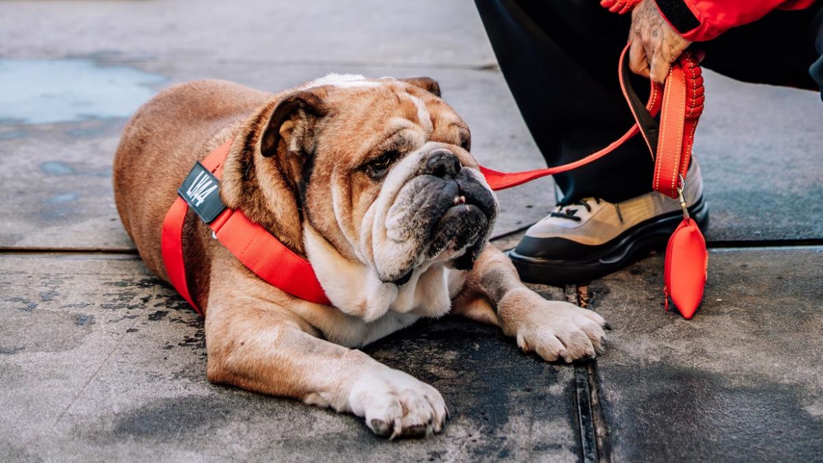 formula 1 a murit roscoe celebrul caine al lui lewis hamilton cea mai dureroasa experienta a murit in bratele mele