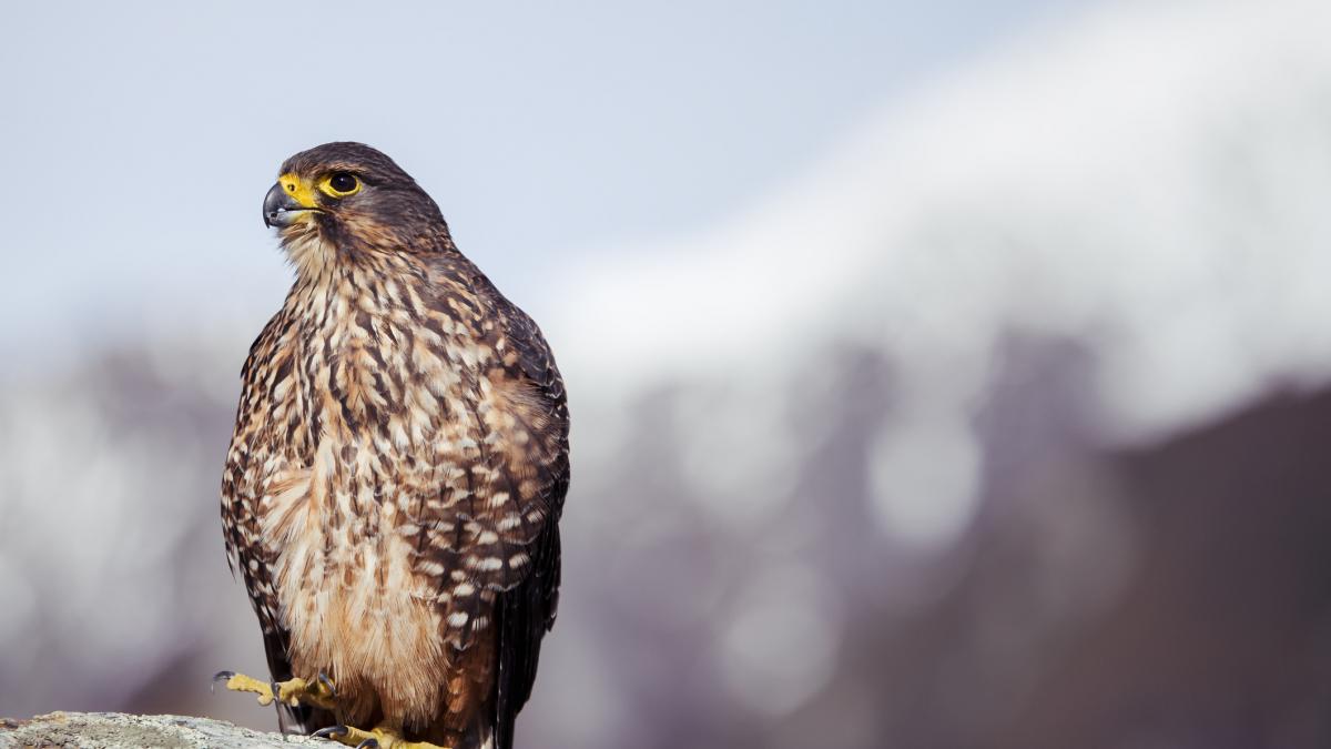 karearea este pasarea anului in noua zeelanda imagini spectaculoase cu soimul care poate atinge 230 de km h in picaj