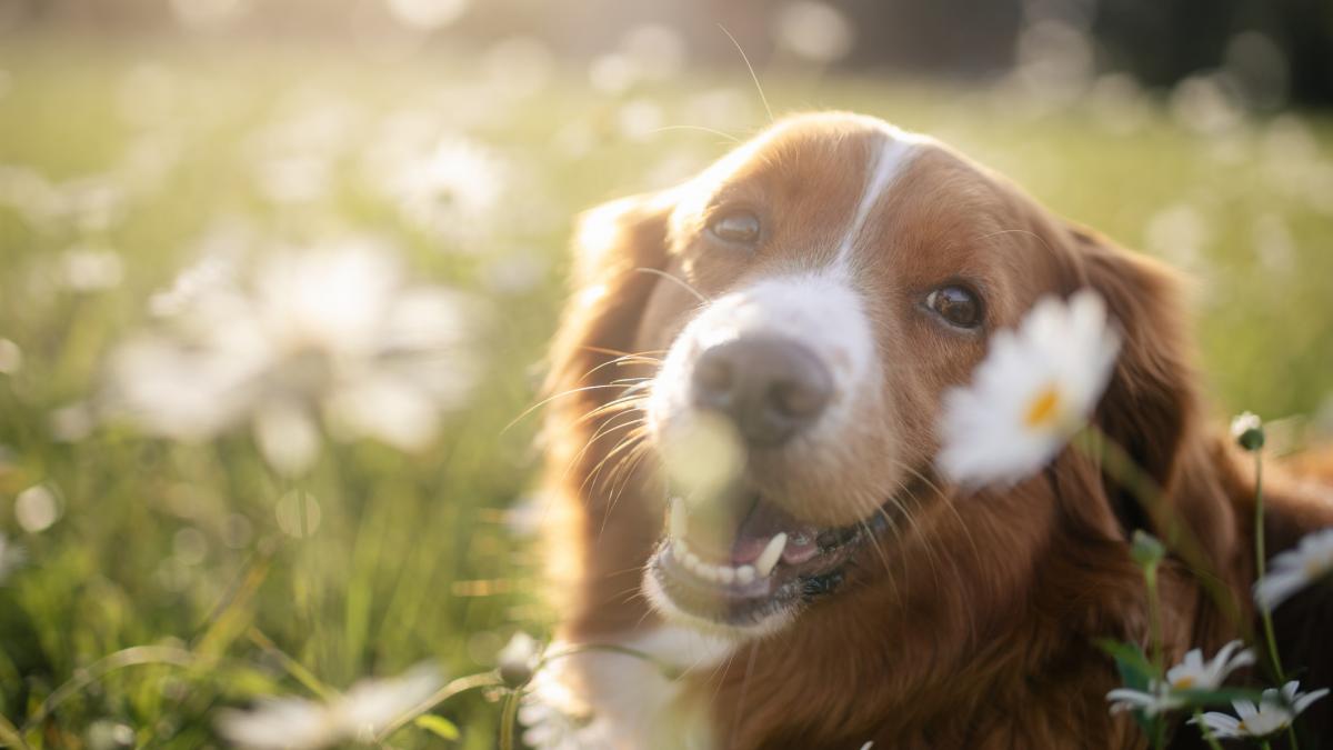 povestea trista a cainelui care a incercat sa si ajute stapanul roman in italia