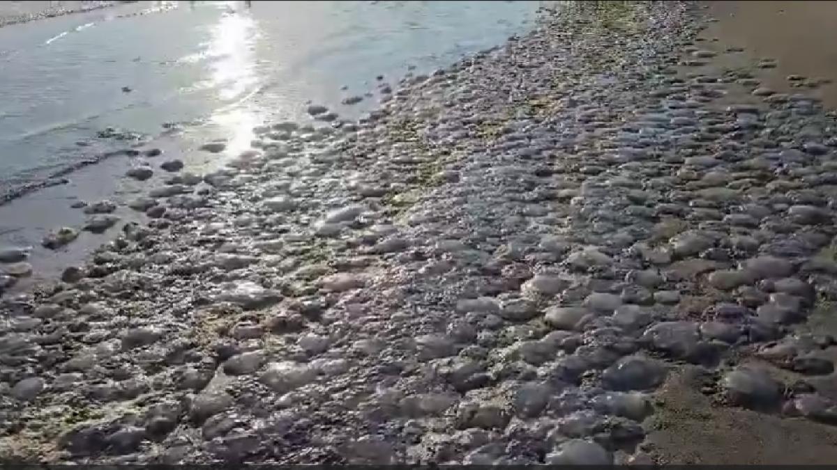 invazie de meduze pe litoralul romanesc din cauza furtunilor plaja din mamaia sub un covor de nevertebrate