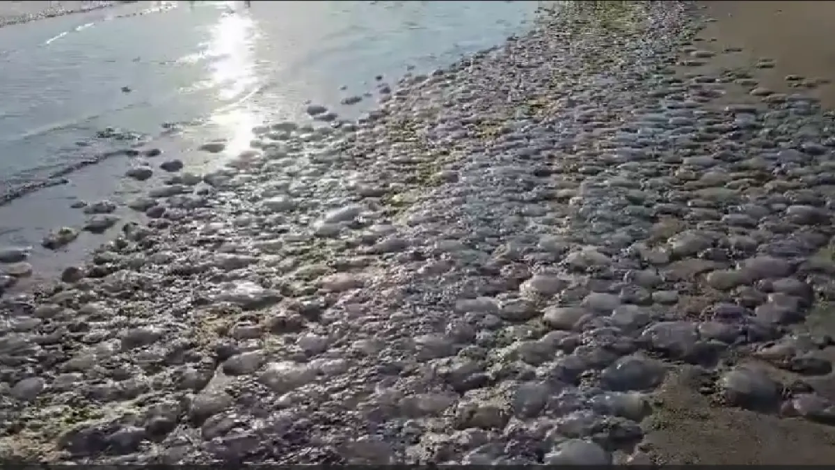 invazie de meduze pe litoralul romanesc din cauza furtunilor plaja din mamaia sub un covor de nevertebrate