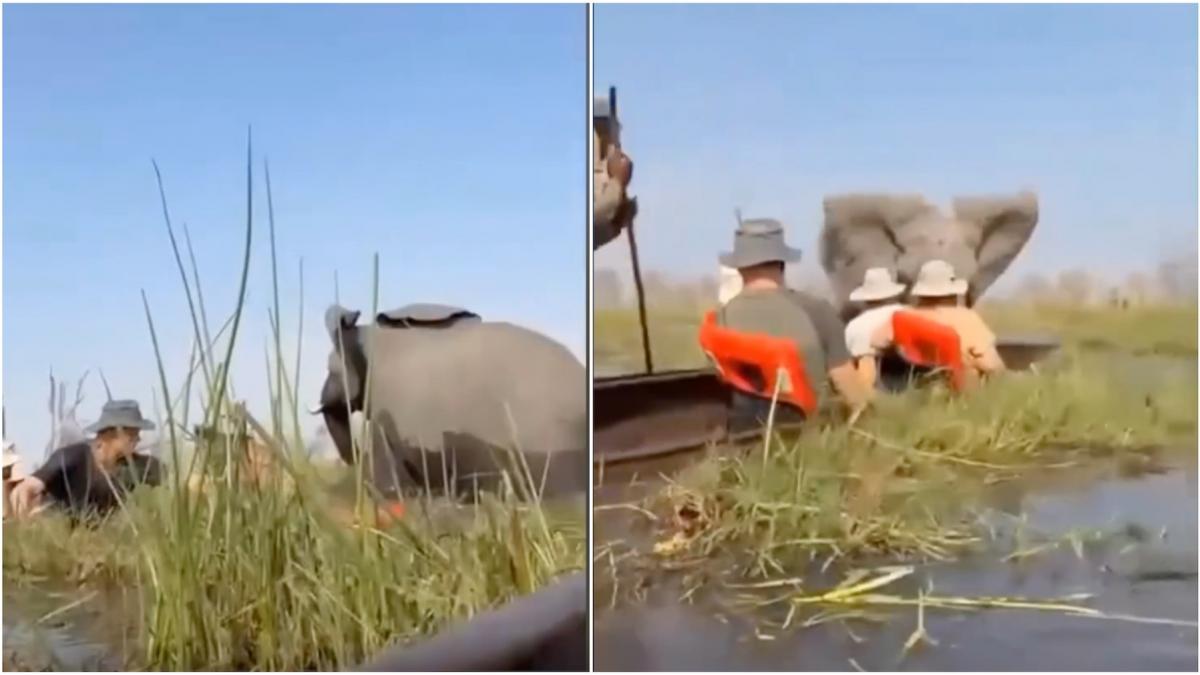 momentul in care un elefant rastoarna o barca plina cu turisti ii ataca si incearca sa ii calce in picioare