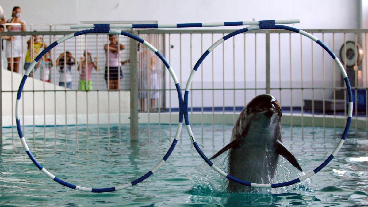 delfinariul constanta nu poate cumpara delfini din cuba din cauza unui embargo mai sunt doar ni ni si cei din ucraina