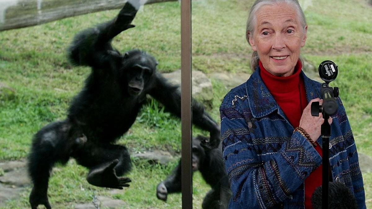 a murit jane goodall cercetatoarea care a schimbat pentru totdeauna felul in care intelegem animalele