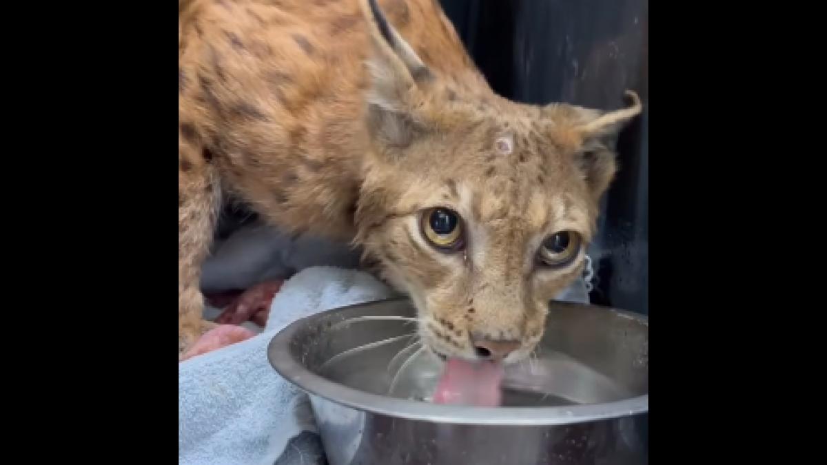 imagini adorabile cu eliberarea unui ras in valea baltii animalul fusese bolnav si timp de doua luni a primit tratament in bucuresti