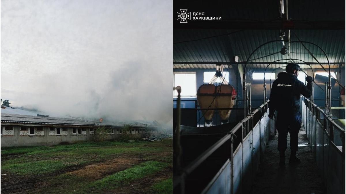 rusii au ucis 13 mii de porci in ucraina intr un atac cu drona