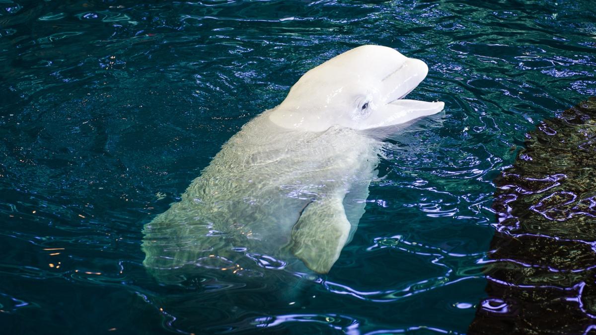 beluga delfin alb