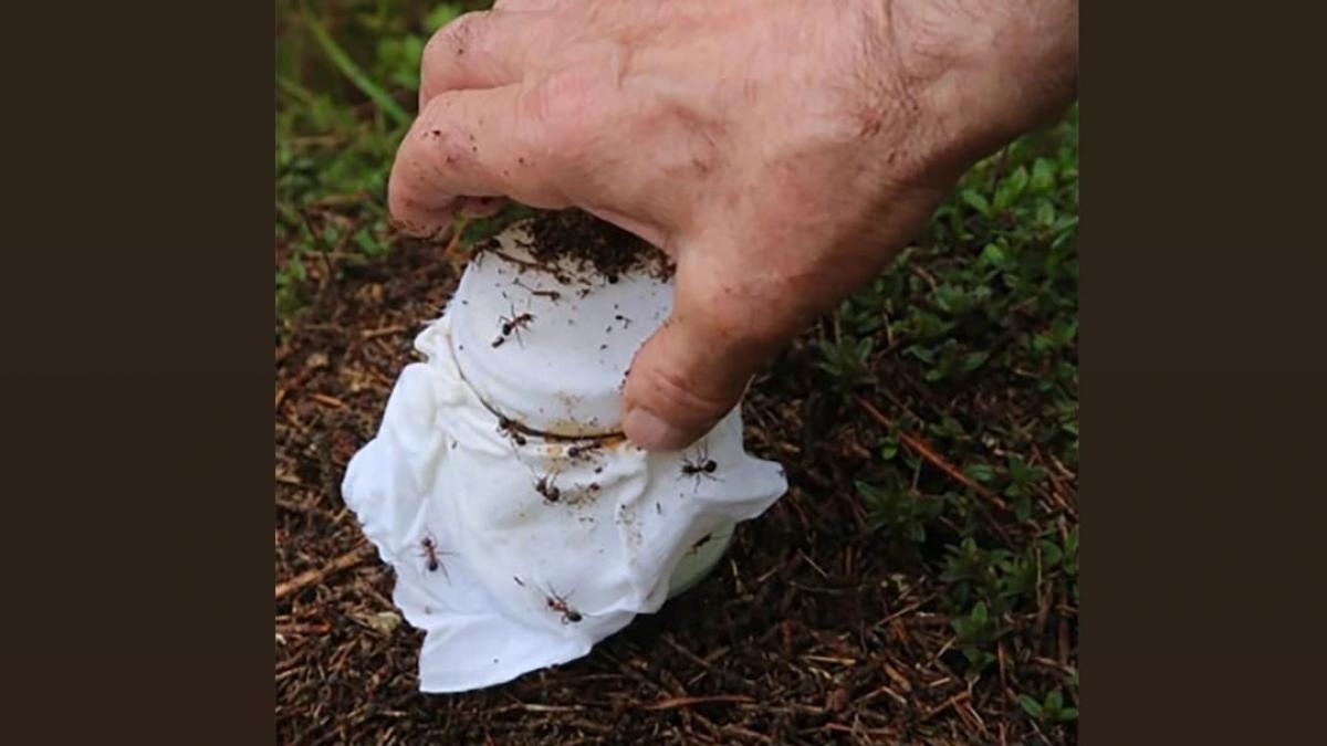 oamenii de stiinta au folosit furnici pentru a produce iaurt un restaurant cu stele michelin il serveste clientilor