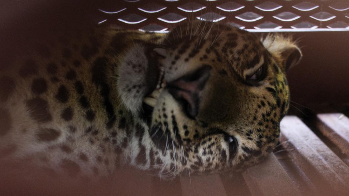 turistii care s au intalnit cu leopardul la hotel felina ratacea pe holurile unei unitati de cazare din indonezia