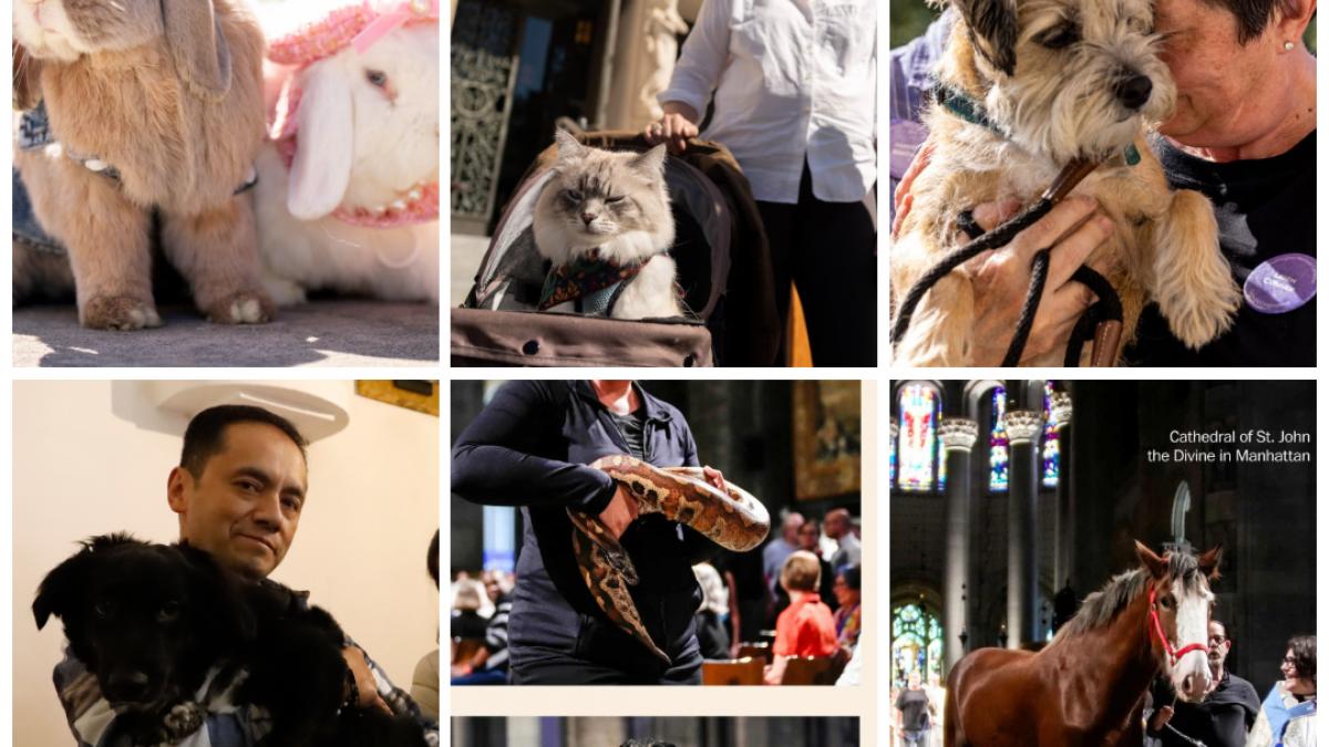 colaj animale binecuvantate