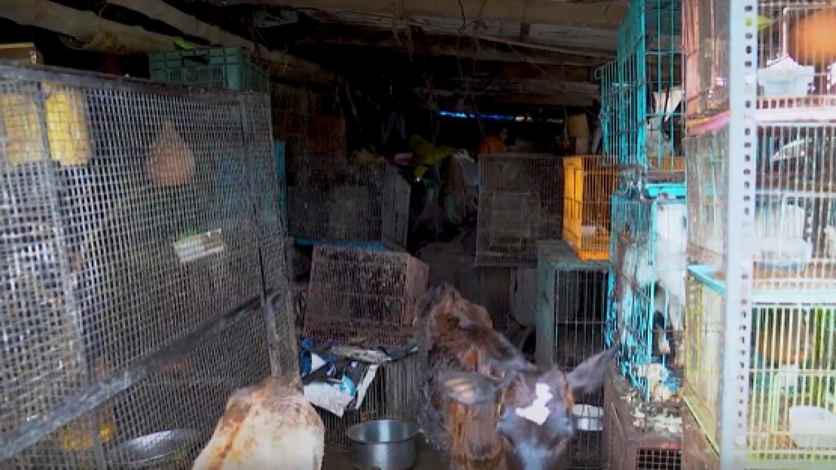 o femeie de 95 de ani traia in casa impreuna cu 200 de animale avea printre altele veverite rate iupuri si gaini