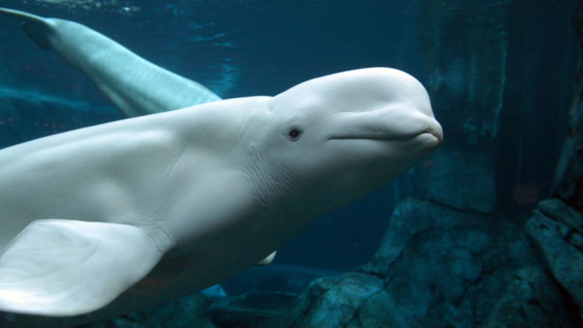 un parc acvatic ameninta ca va omori cele 30 de balene beluga pe care le are daca guvernul nu ii acorda fonduri de urgenta in canada