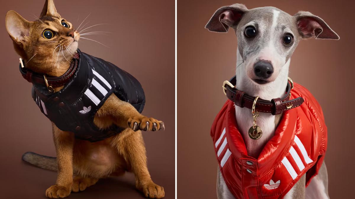 adidas a lansat o colectie de haine sport pentru caini si pisici imagini inedite cu animale de companie adorabile imbracate in trening