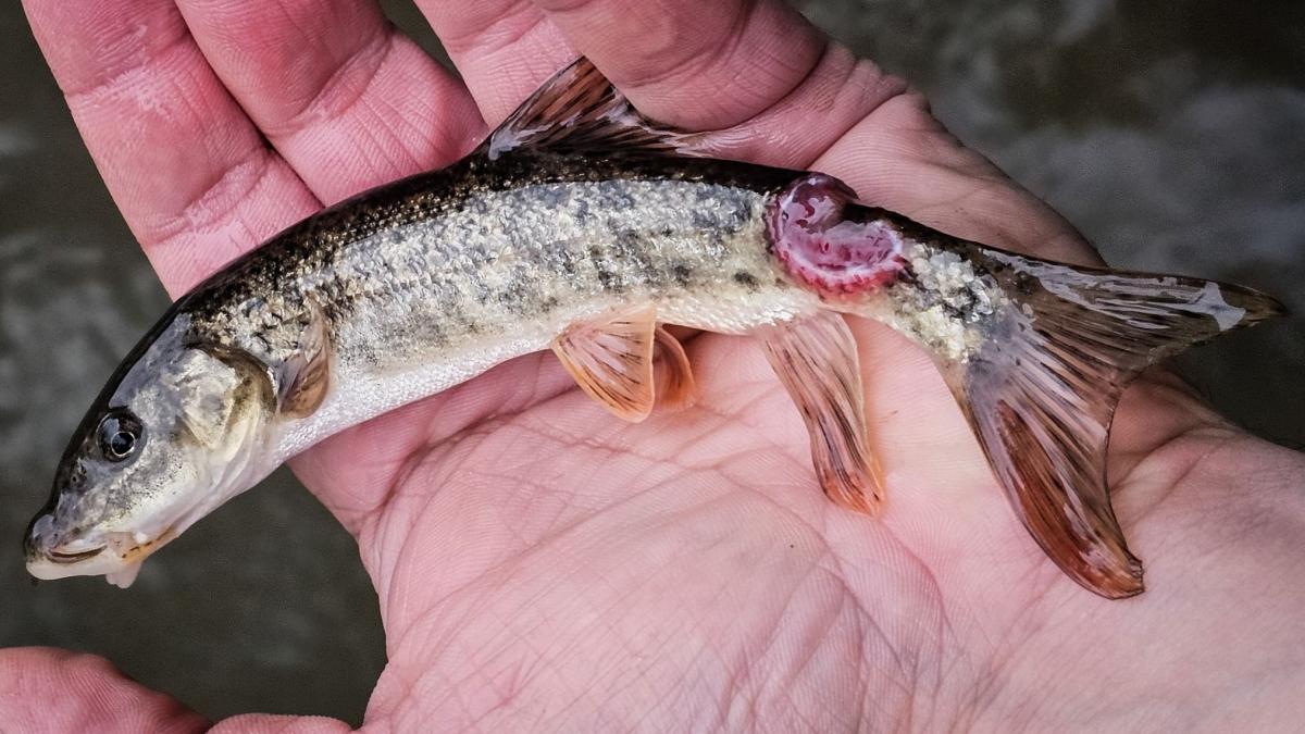 cel mai rar peste de apa dulce din europa in pericol poluare masiva pe raul valsan semnalata de activistii de mediu