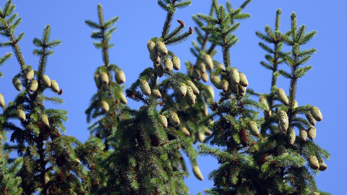 cercetatorii au descoperit aur stocat in acele de molid tara unde cresc acesti copaci este cel mai mare producator de aur din europa