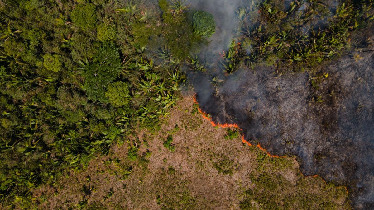 incendiile record din amazon au ars o suprafata cat belgia si au emis 791 de milioane de tone de dioxid de carbon