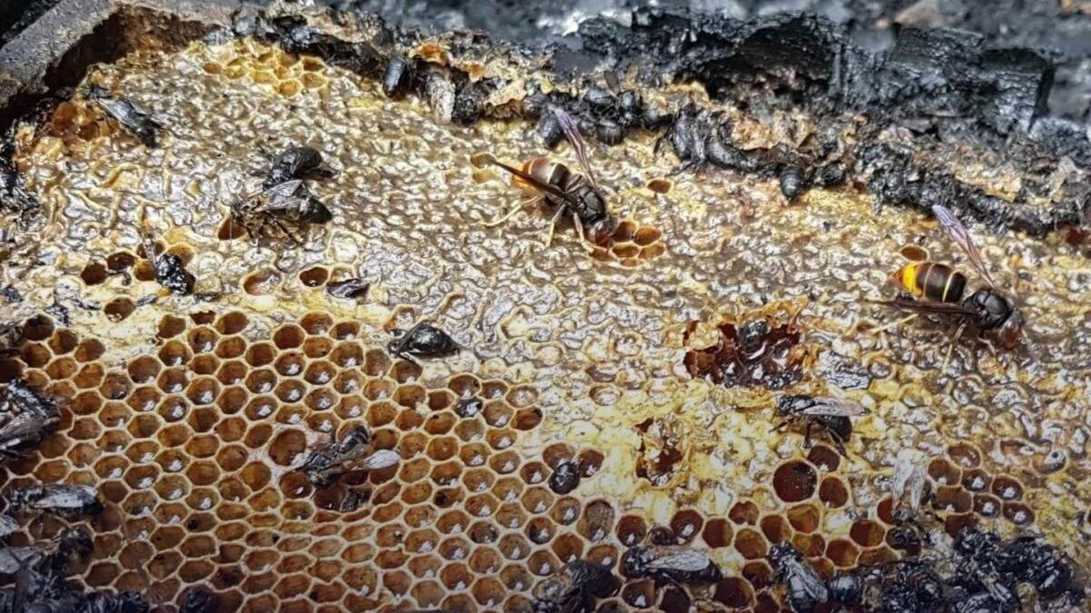 jumatate de milion de albine au ars de vii intr un parc din olanda focul a fost pus intentionat