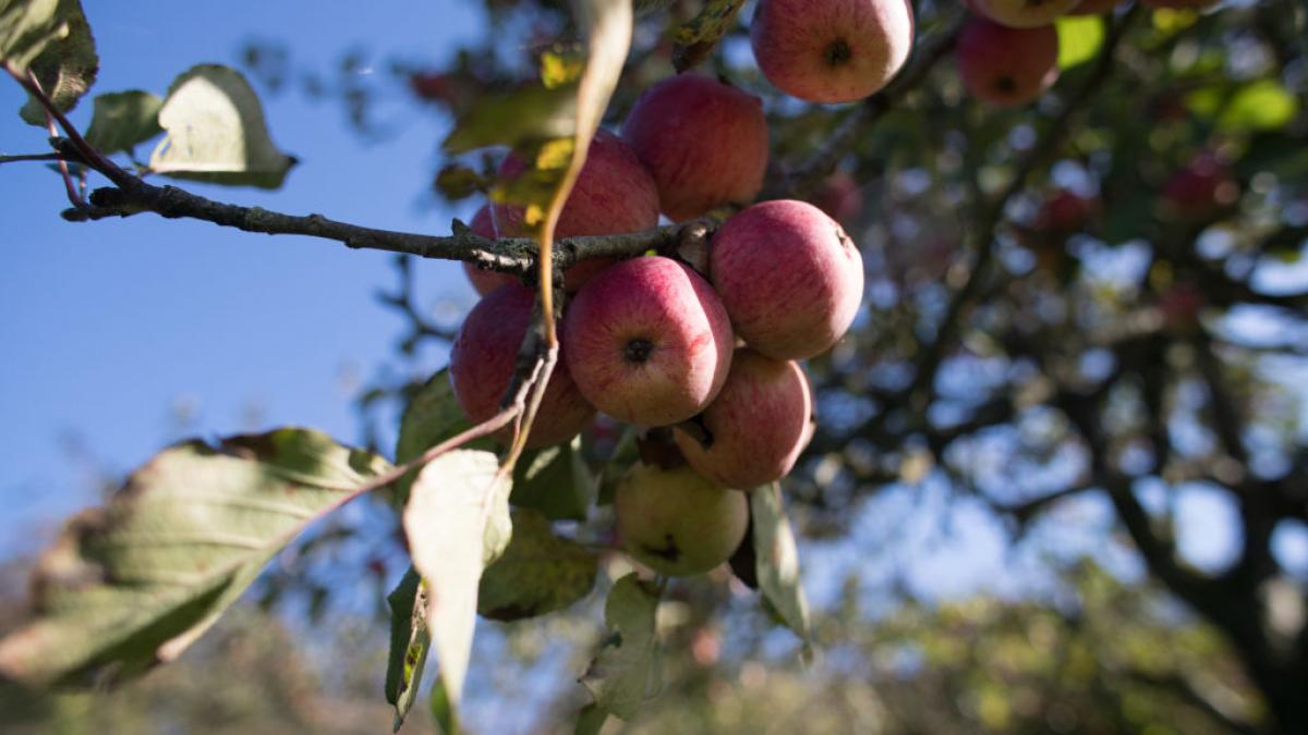 cum salvezi o livada de mere de peste 100 de ani un tanar de 20 de ani a gasit solutia locul a devenit acum si o atractie turistica