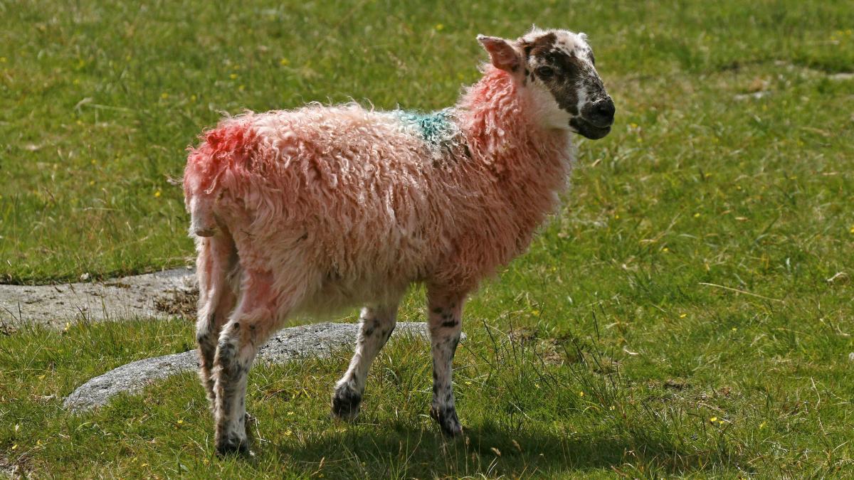 oaia cu lana roz urmeaza sa fie omologata anul viitor este o creatie romaneasca