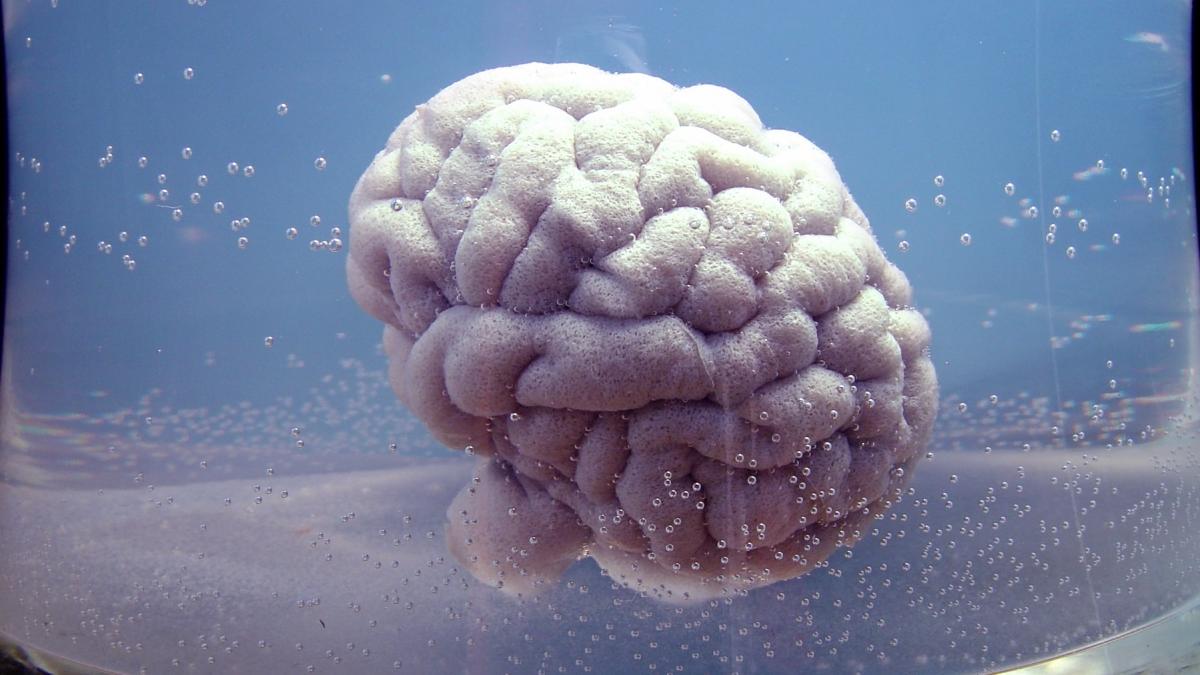 oamenii sunt ingroziti de creierele umane crescute in laborator